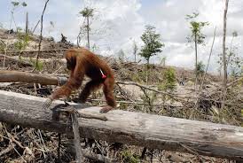 orangutan-na-plantazi.jpg